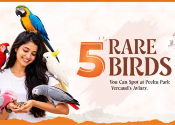 5 Rare Birds You Can Spot at Peeku Park Yercaud’s Aviary - Blog