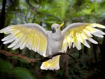 Cockatoos - Peeku Park