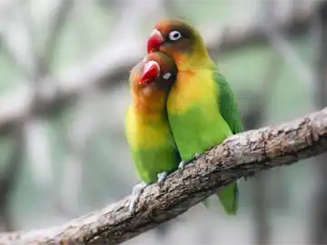 Lovebirds - Peeku Park