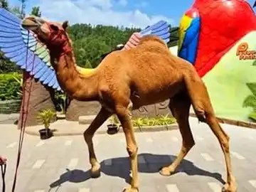Camel at Peeku Park Yercaud