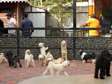Huskies and dogs at the Paw Park in Peeku Park