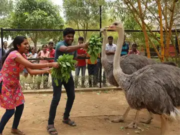 Emu bird at Peeku Park
