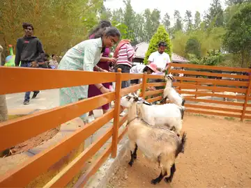 Goats at Peeku Park Yercaud