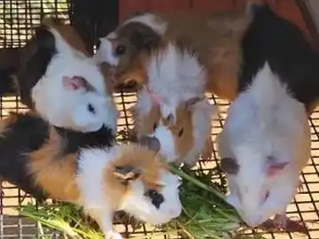 Guinea pigs at Peeku Park