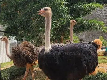 Ostrich at Peeku Park Yercaud