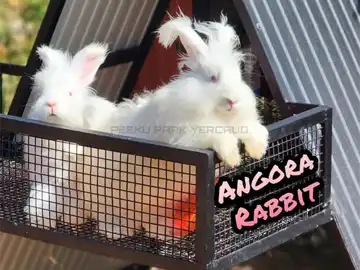 Rabbits at Peeku Park Yercaud