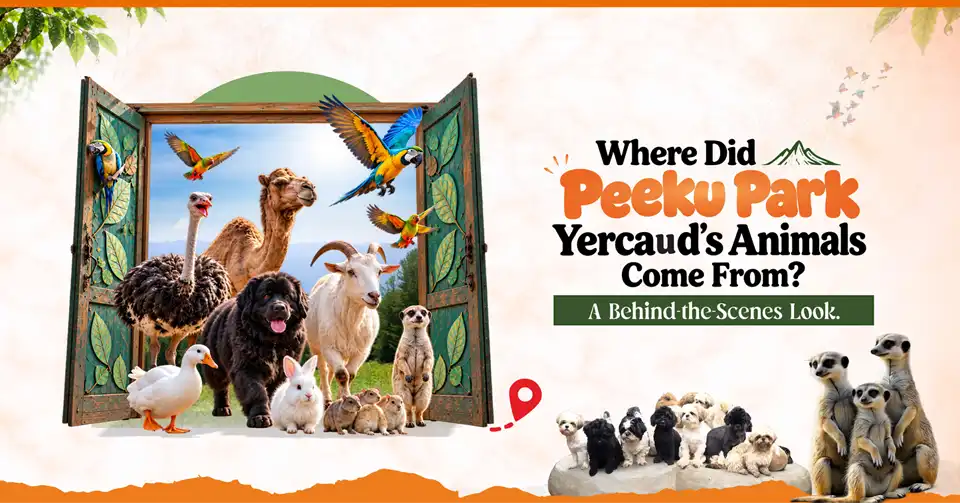 Where Did Peeku Park Yercaud’s Animals Come From? A Behind-the-Scenes Look